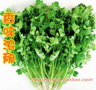 陽臺四季蔬菜種植 從山東老香菜種子到家庭盆栽蔬菜