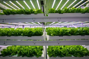 探訪神奇的植物工廠 一片無土上生長(zhǎng)的綠葉奇跡
